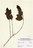 藏品(白花苦藍盤)的圖片